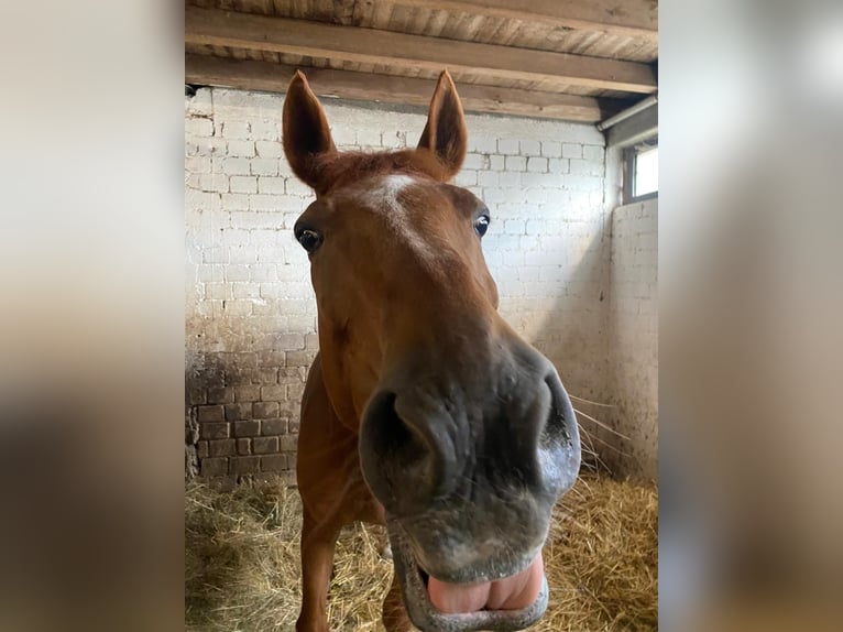 German Sport Horse Gelding 21 years 16,2 hh Chestnut-Red in Weinheim
