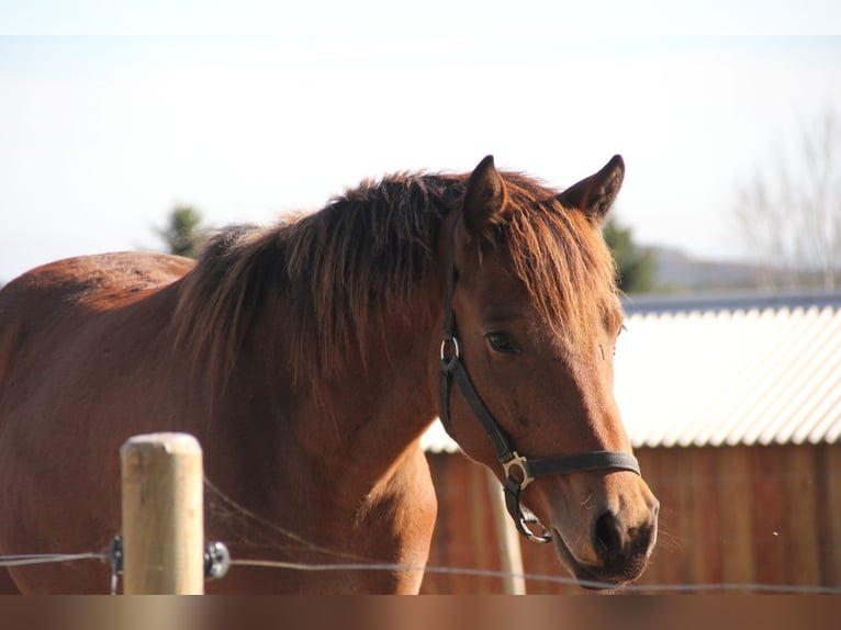 German Sport Horse Mix Gelding 2 years 15,1 hh Brown in Mudau