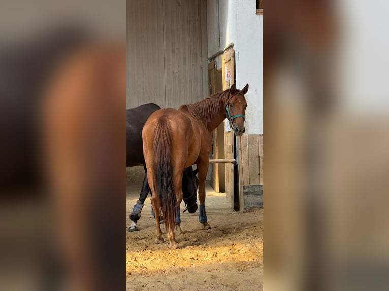 German Sport Horse Gelding 2 years 15,2 hh Chestnut-Red in Heideland bei Eisenberg