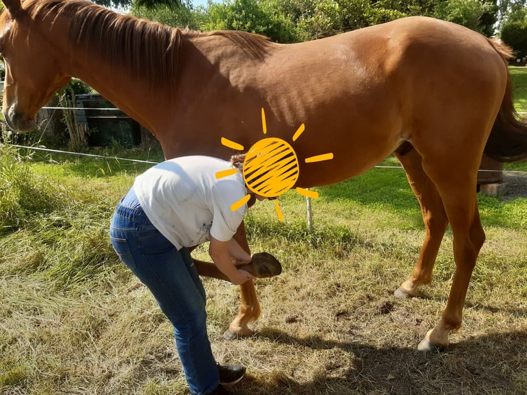 German Sport Horse Gelding 2 years 15,2 hh Chestnut-Red in Heideland bei Eisenberg