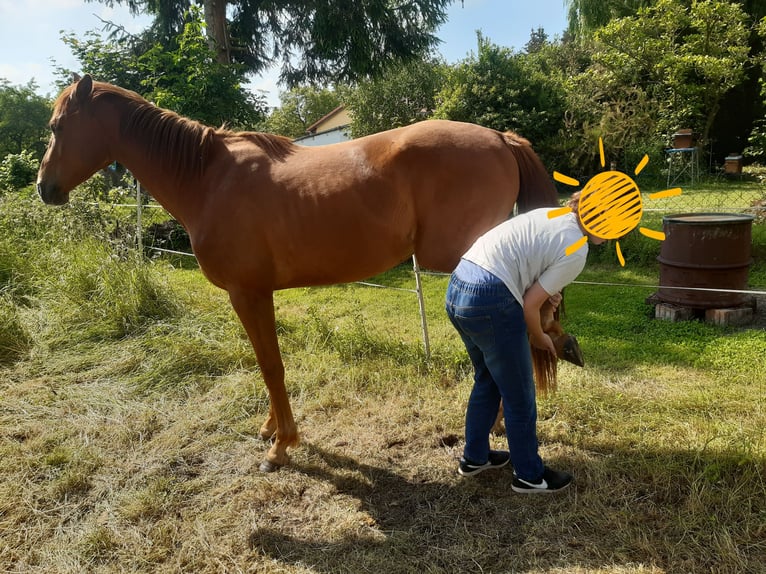 German Sport Horse Gelding 2 years 15,2 hh Chestnut-Red in Heideland bei Eisenberg