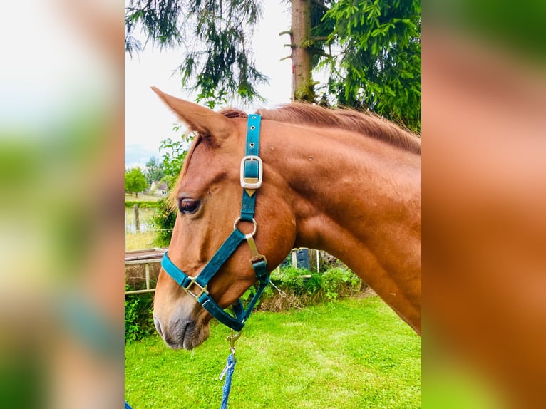 German Sport Horse Gelding 2 years 15,2 hh Chestnut-Red in Heideland bei Eisenberg