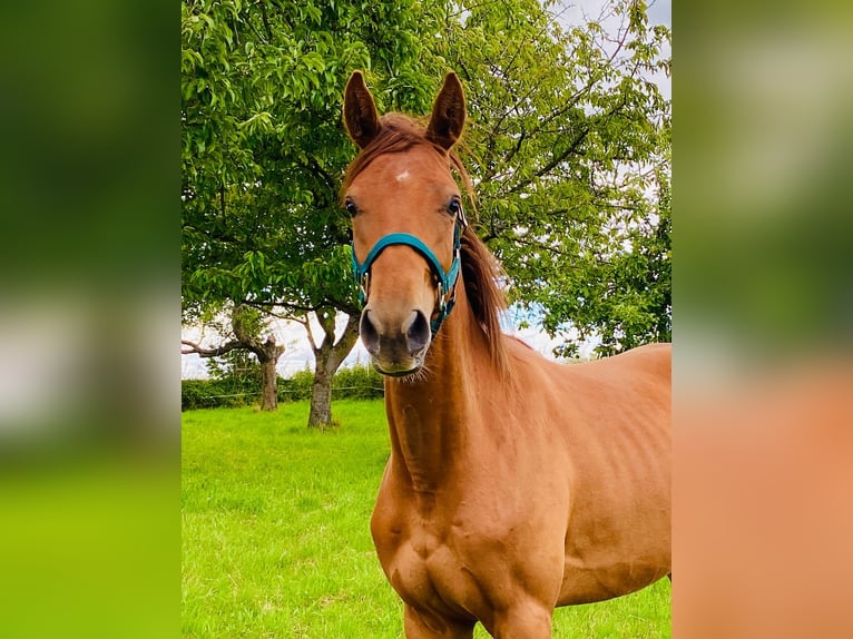 German Sport Horse Gelding 2 years 15,2 hh Chestnut-Red in Heideland bei Eisenberg