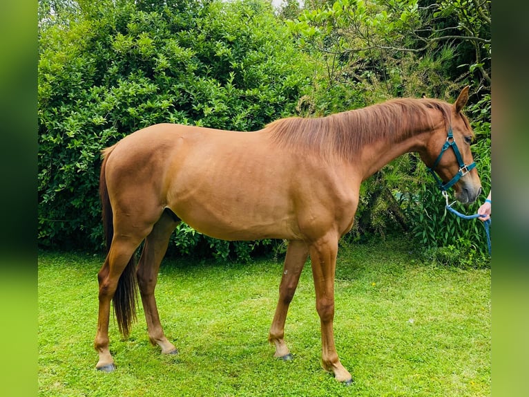 German Sport Horse Gelding 2 years 15,2 hh Chestnut-Red in Heideland bei Eisenberg