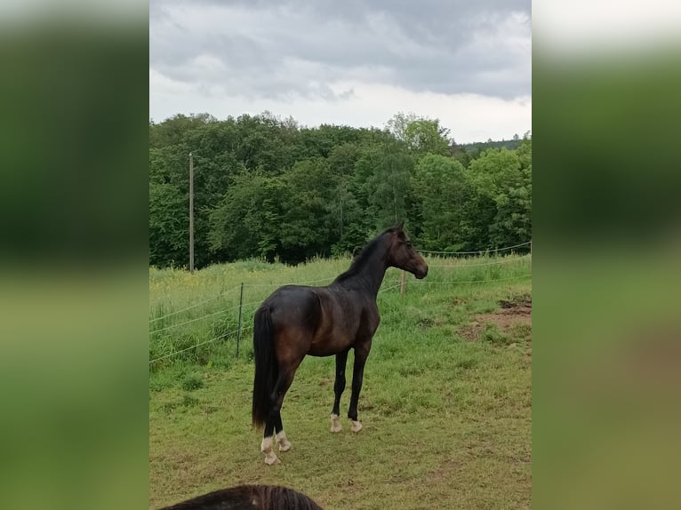 German Sport Horse Gelding 2 years 15,3 hh Brown in Burgen