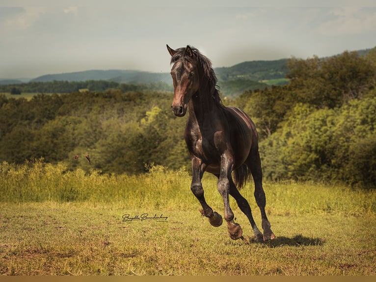 German Sport Horse Gelding 2 years 15,3 hh Brown in Burgen