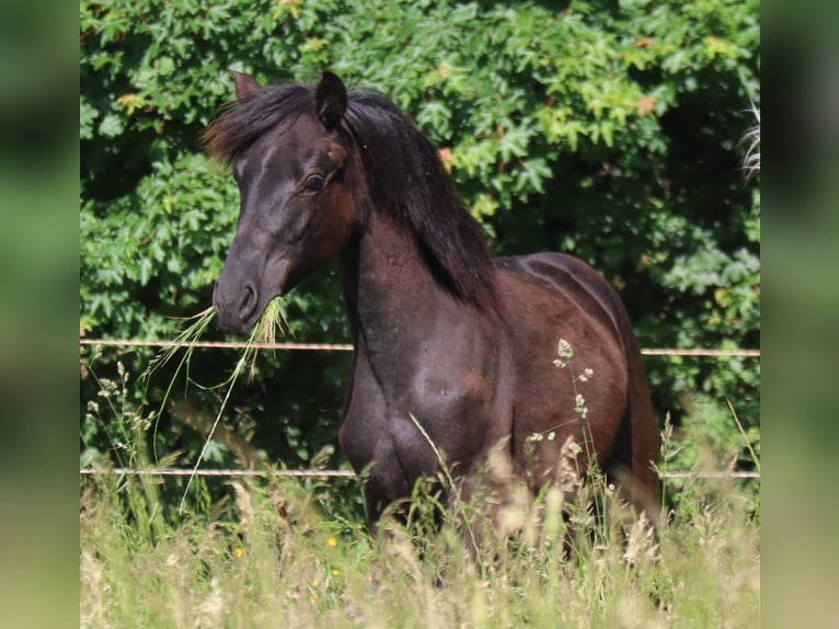 German Sport Horse Gelding 2 years 15,1 hh Black in Bayreuth