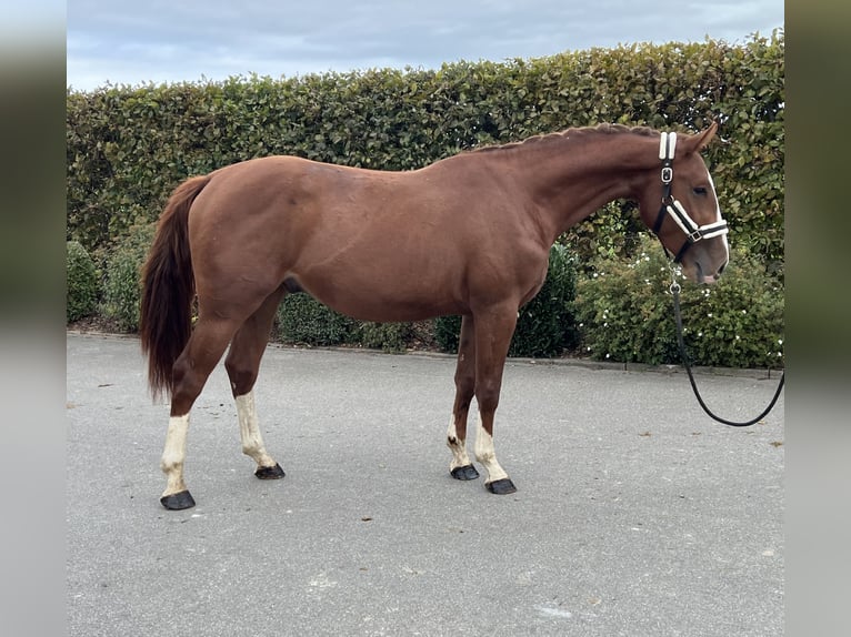 German Sport Horse Gelding 2 years 15,1 hh Chestnut-Red in Mengen