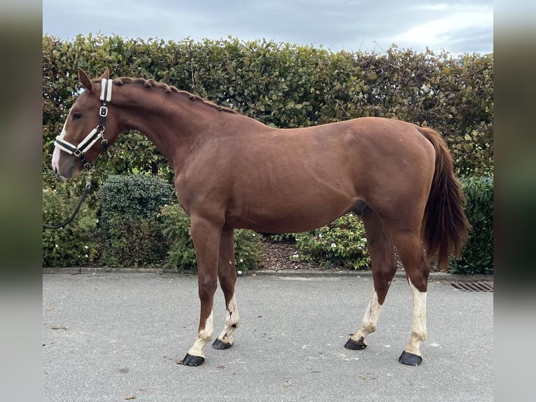 German Sport Horse Gelding 2 years 15,1 hh Chestnut-Red in Mengen