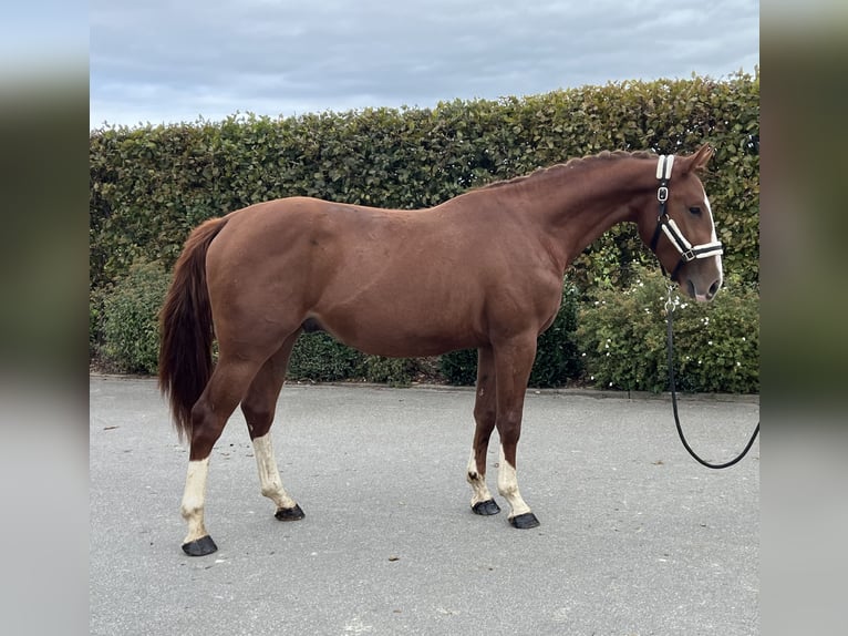 German Sport Horse Gelding 2 years 15,1 hh Chestnut-Red in Mengen