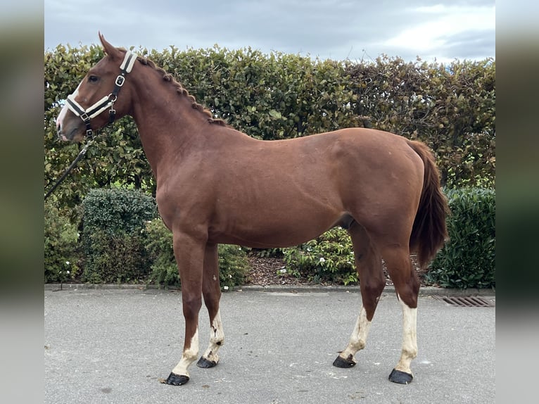 German Sport Horse Gelding 2 years 15,1 hh Chestnut-Red in Mengen