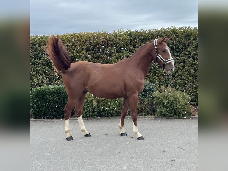 German Sport Horse Gelding 2 years 15,1 hh Chestnut-Red in Mengen