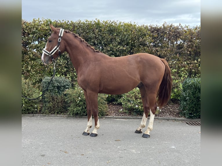 German Sport Horse Gelding 2 years 15,1 hh Chestnut-Red in Mengen