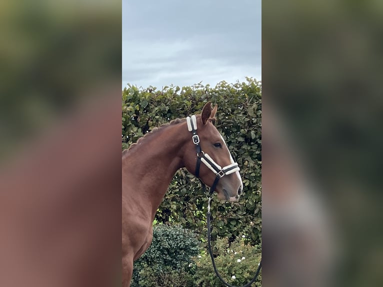 German Sport Horse Gelding 2 years 15,1 hh Chestnut-Red in Mengen