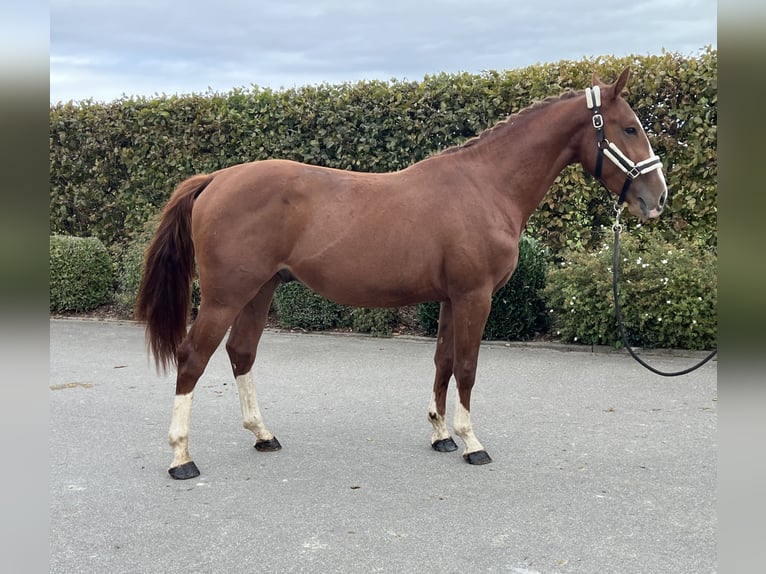 German Sport Horse Gelding 2 years 15,1 hh Chestnut-Red in Mengen
