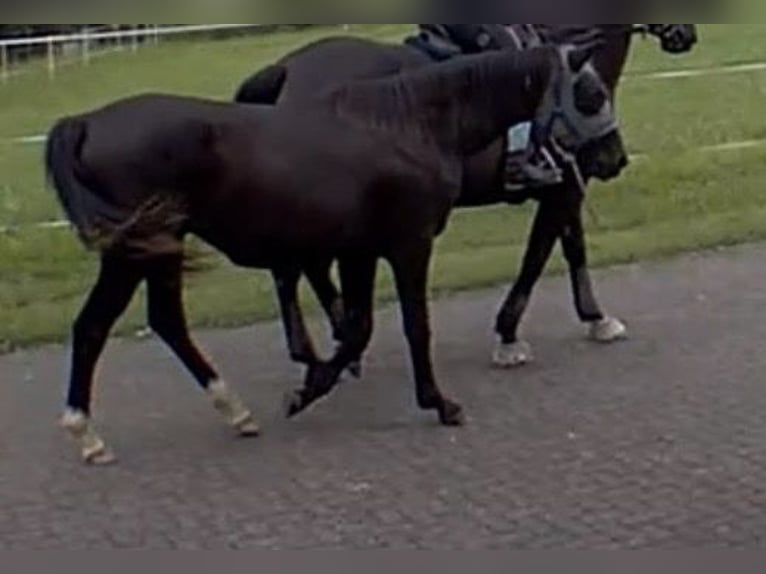 German Sport Horse Gelding 2 years 15,2 hh Black in Hardheim