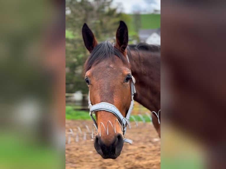 German Sport Horse Gelding 2 years 15,2 hh Brown in Chemnitz, Sachsen German Sport Horse Gelding 2 years 15,2 hh Brown in Chemnitz, Sachsen