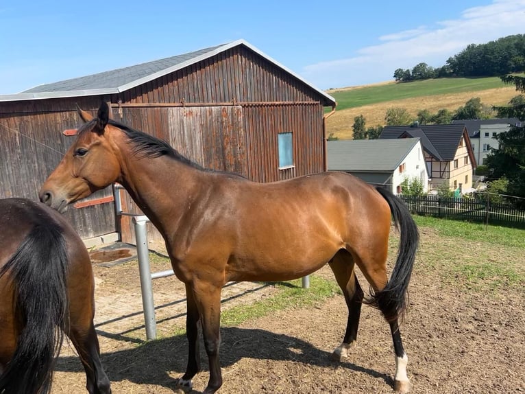German Sport Horse Gelding 2 years 15,2 hh Brown in Chemnitz