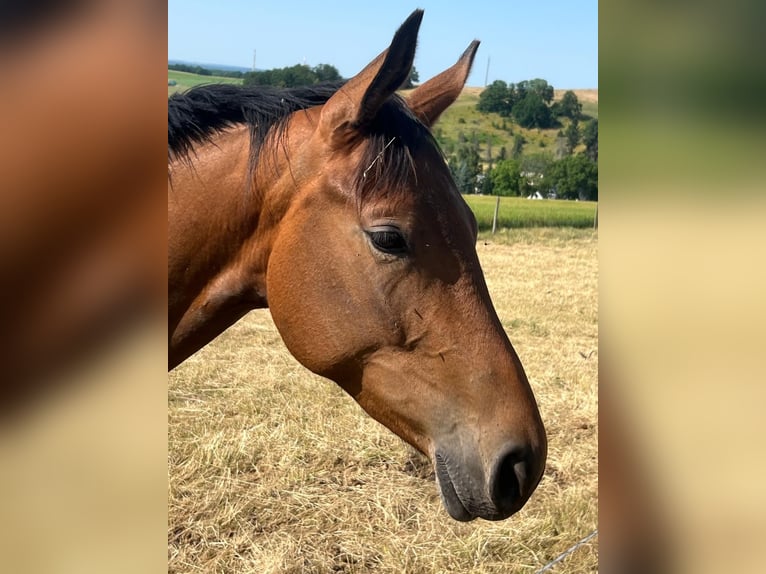 German Sport Horse Gelding 2 years 15,2 hh Brown in Chemnitz