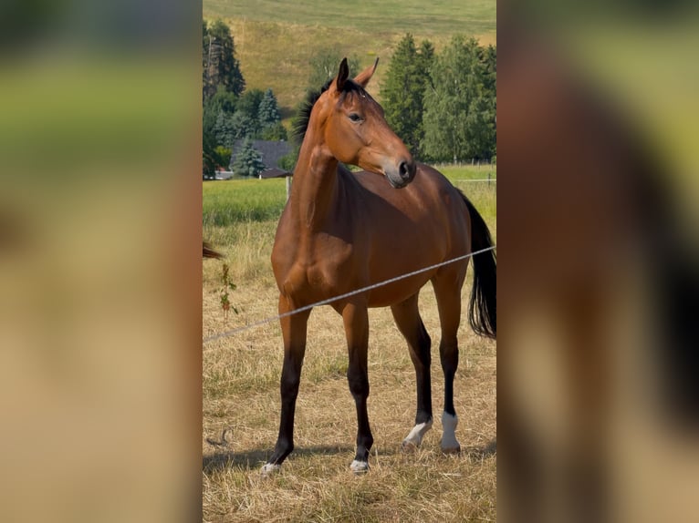 German Sport Horse Gelding 2 years 15,2 hh Brown in Chemnitz