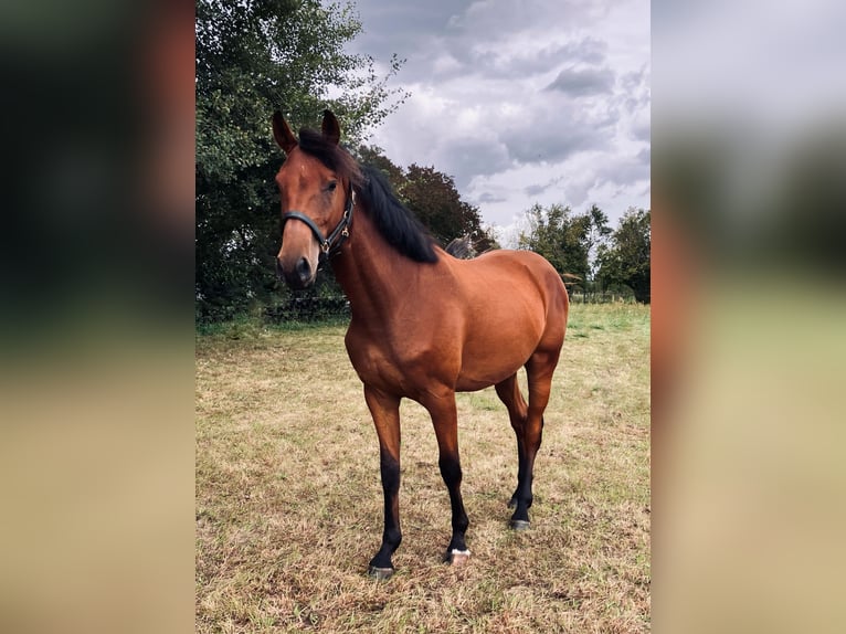 German Sport Horse Gelding 2 years 15,2 hh Brown in Thie&#xDF;en
