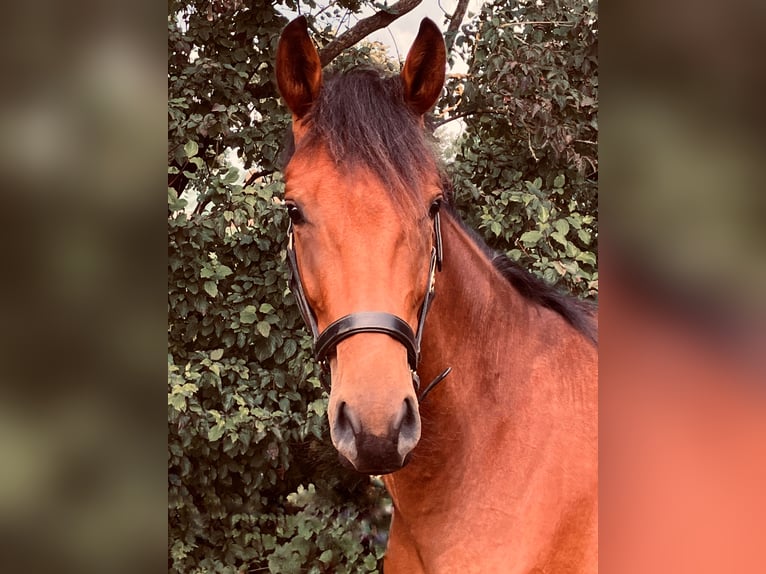 German Sport Horse Gelding 2 years 15,2 hh Brown in Thie&#xDF;en