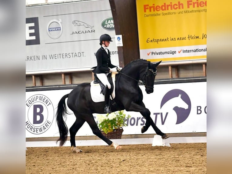 German Sport Horse Gelding 2 years 16,1 hh Bay-Dark in Standenbühl
