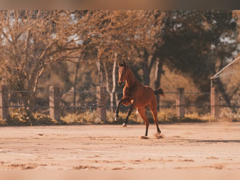 German Sport Horse Gelding 2 years 16.2 hh Brown-Light in Can Picafort