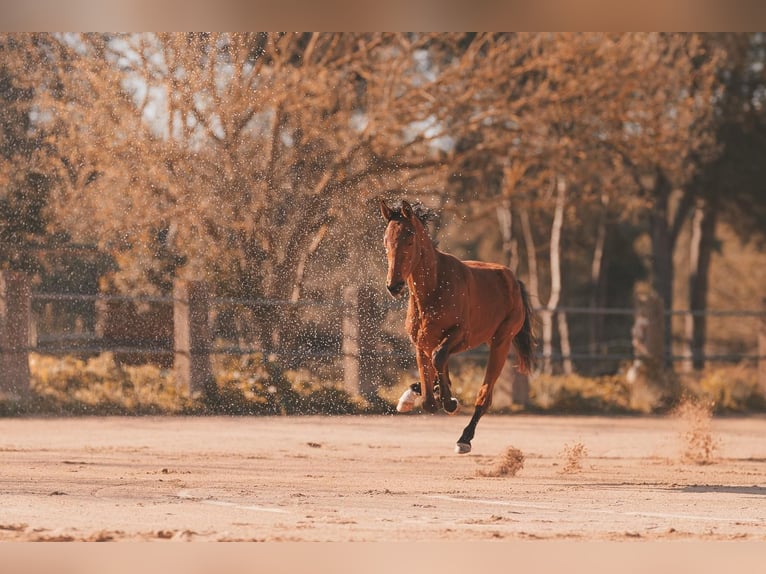 German Sport Horse Gelding 2 years 16.2 hh Brown-Light in Can Picafort