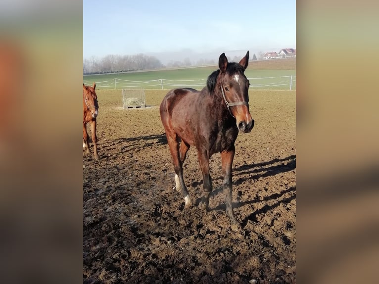 German Sport Horse Gelding 2 years 16,2 hh Brown in Ertingen