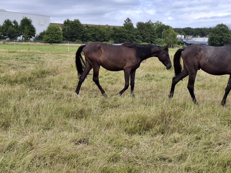 German Sport Horse Gelding 2 years 16 hh Black in Kurtscheid