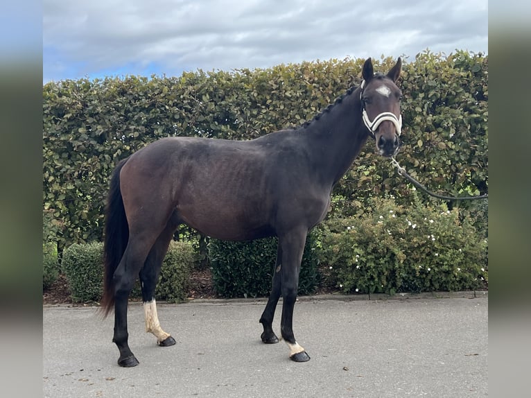 German Sport Horse Gelding 2 years 16 hh Brown in Mengen