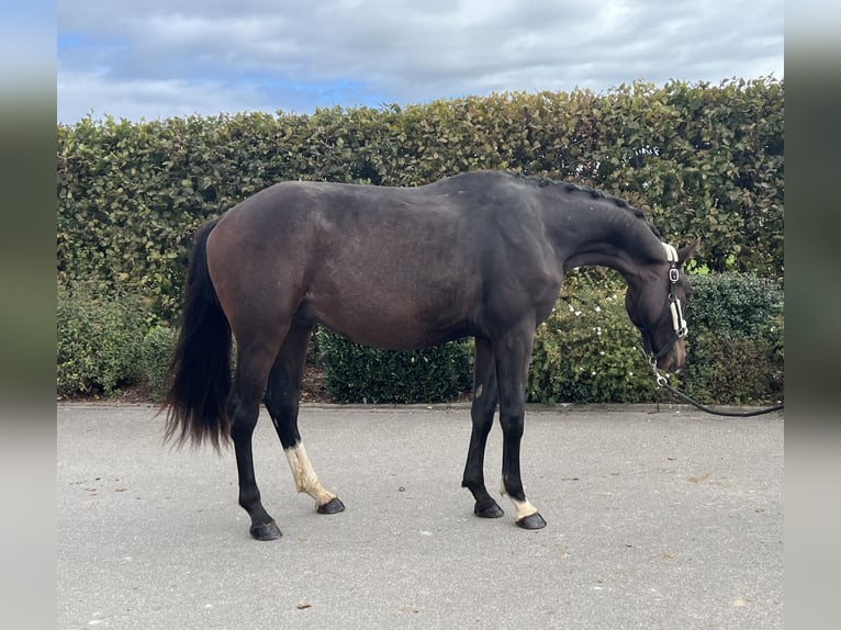 German Sport Horse Gelding 2 years 16 hh Brown in Mengen
