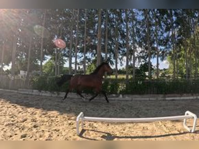 German Sport Horse Gelding 2 years 16 hh Brown in Warnow