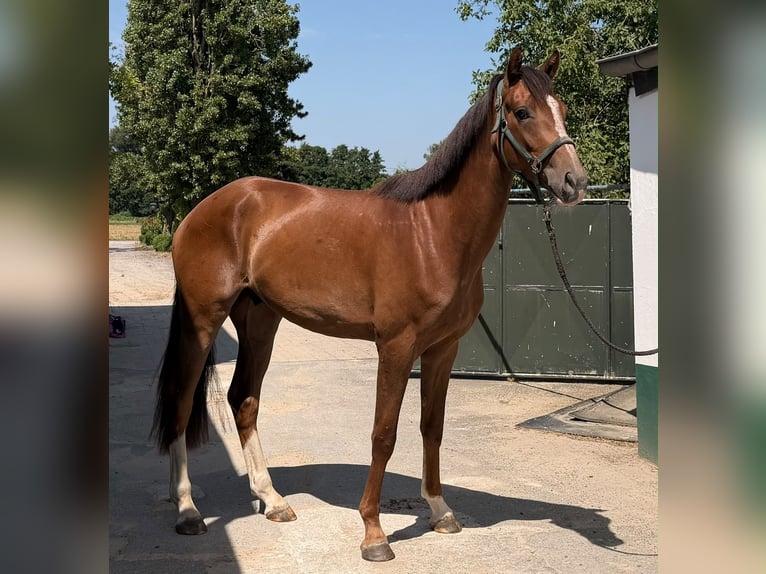 German Sport Horse Gelding 2 years 16 hh Chestnut in Issum