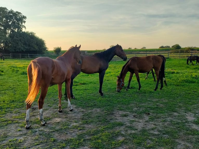 German Sport Horse Gelding 2 years 16 hh Chestnut-Red in Rehburg-Loccum Münchehagen