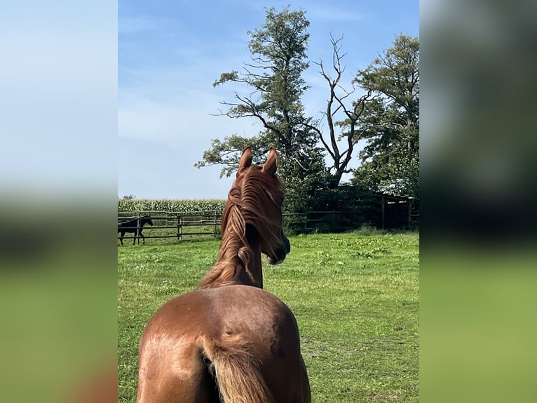 German Sport Horse Gelding 2 years 16 hh Chestnut-Red in Rehburg-Loccum Münchehagen