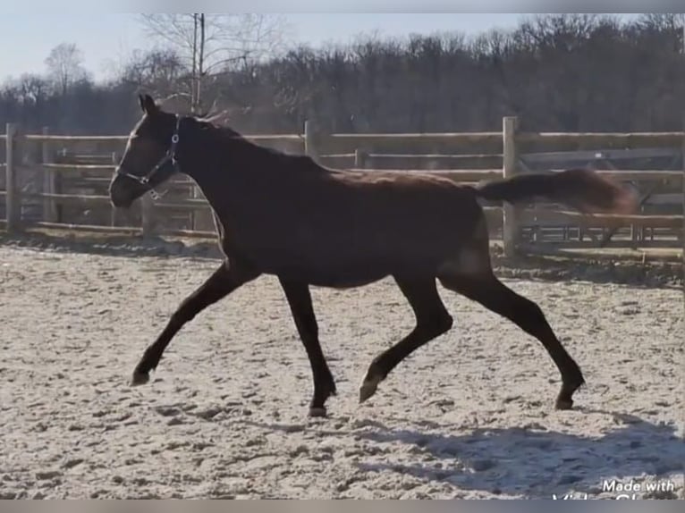 German Sport Horse Gelding 2 years 16,1 hh Black in Kurtscheid