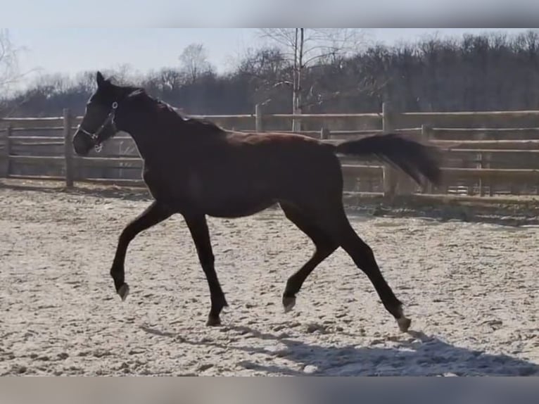 German Sport Horse Gelding 2 years 16,1 hh Black in Kurtscheid