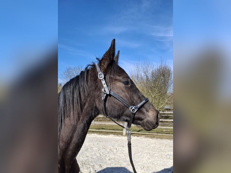 German Sport Horse Gelding 2 years 16,1 hh Black in Kurtscheid
