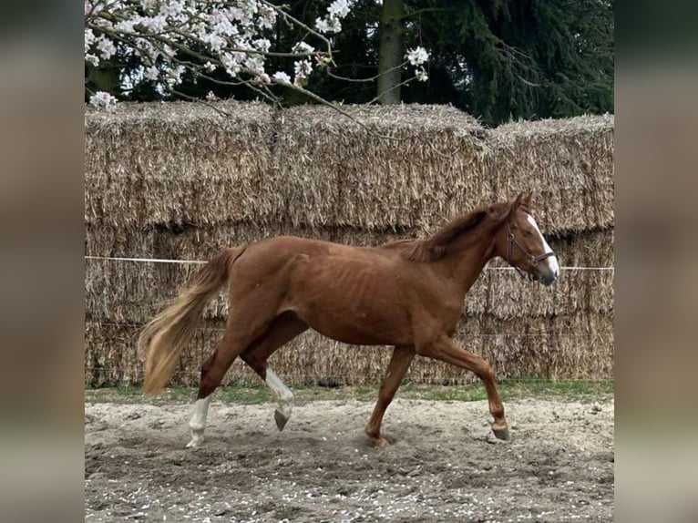 German Sport Horse Gelding 2 years 16,1 hh Chestnut-Red in Milower Land