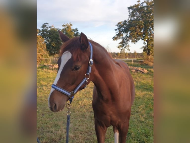 German Sport Horse Gelding 2 years 16,1 hh Chestnut-Red in Milower Land