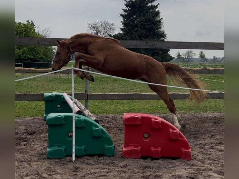 German Sport Horse Gelding 2 years 16,1 hh Chestnut-Red in Milower Land