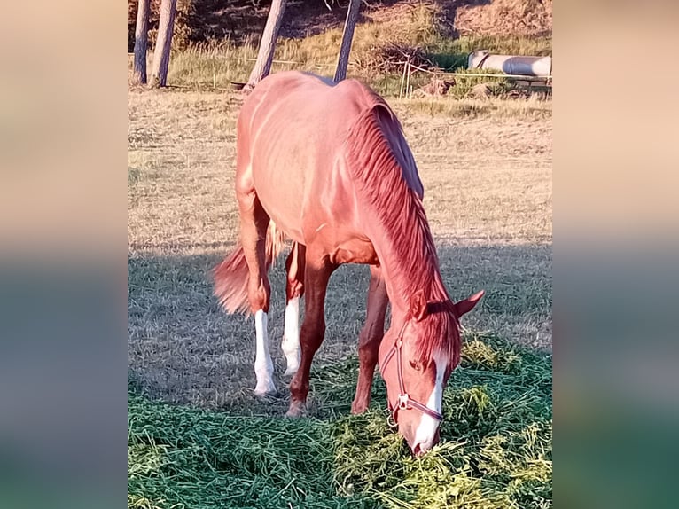 German Sport Horse Gelding 2 years 16,1 hh Chestnut-Red in Milower Land