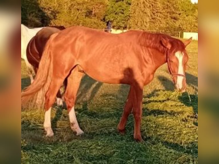 German Sport Horse Gelding 2 years 16,1 hh Chestnut-Red in Milower Land