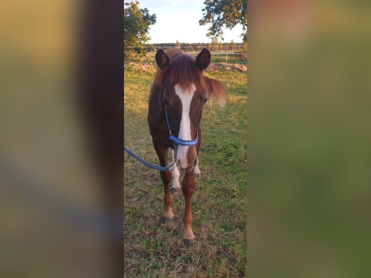 German Sport Horse Gelding 2 years 16,1 hh Chestnut-Red in Milower Land