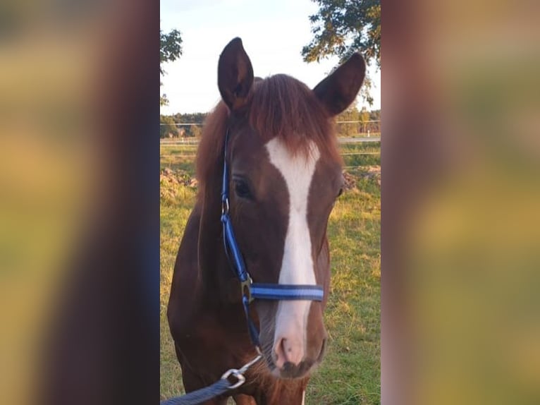German Sport Horse Gelding 2 years 16,1 hh Chestnut-Red in Milower Land