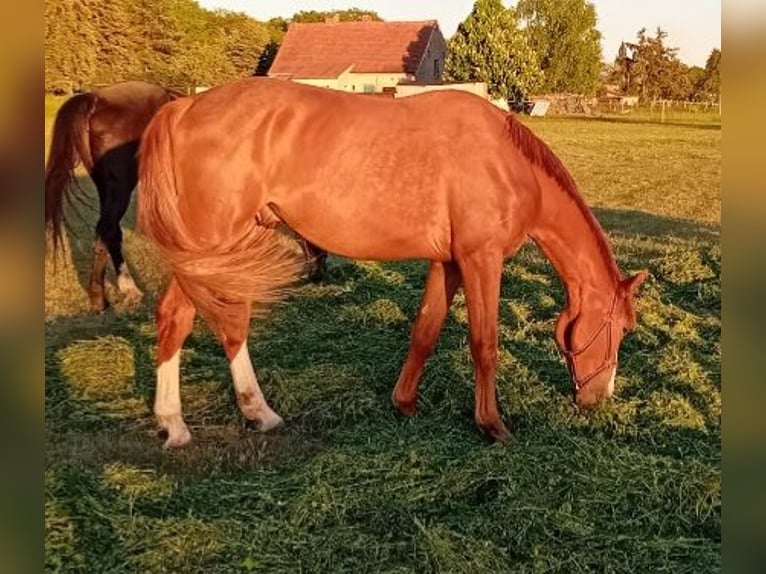 German Sport Horse Gelding 2 years 16,1 hh Chestnut-Red in Milower Land