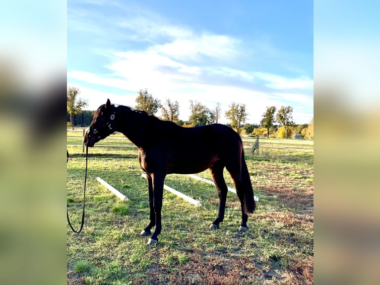 German Sport Horse Gelding 2 years 16,2 hh Bay-Dark in Nassenheide German Sport Horse Gelding 2 years 16,2 hh Bay-Dark in Nassenheide