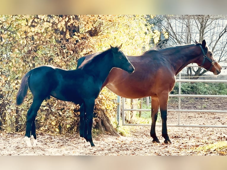 German Sport Horse Gelding 2 years 16,2 hh Black in Halberstadt